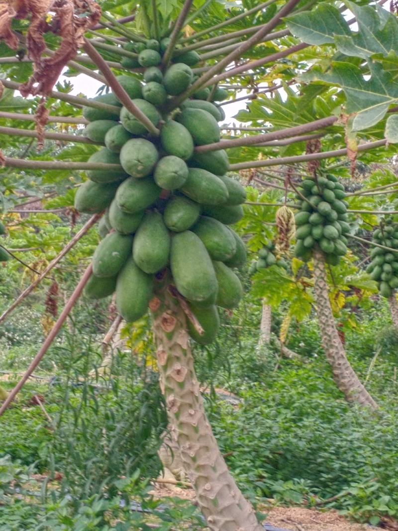 木瓜红心木瓜大青木瓜