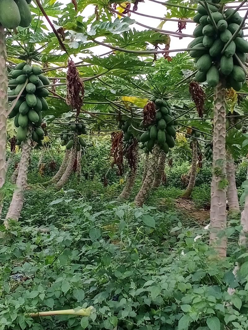 木瓜红心木瓜大青木瓜