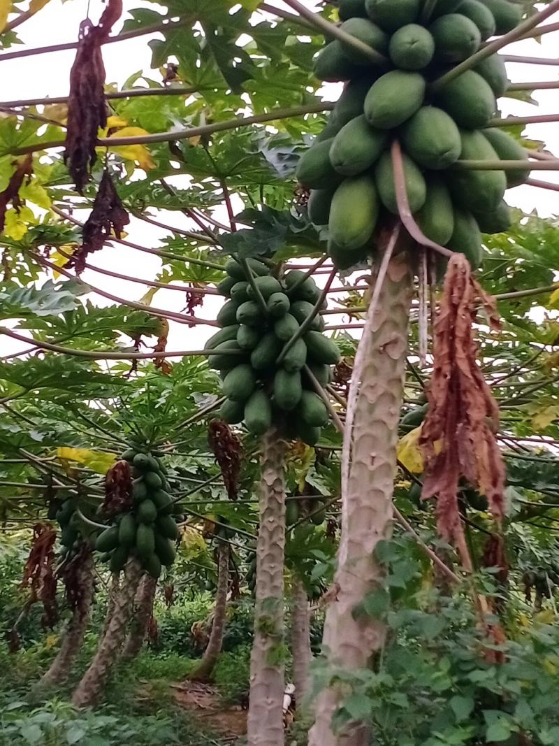 木瓜红心木瓜大青木瓜