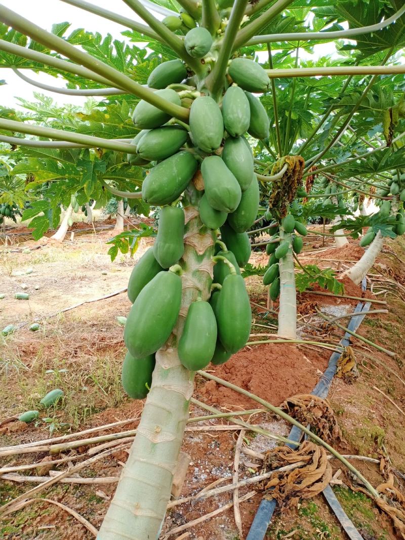 红心木瓜大青木瓜中白木瓜