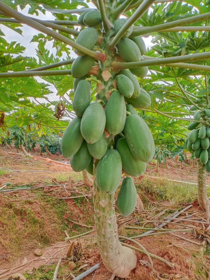 红心木瓜大青木瓜中白木瓜