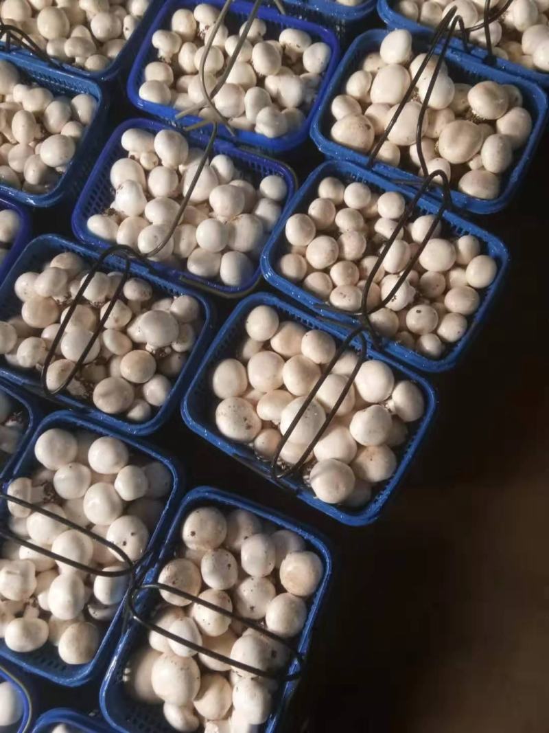 白蘑双孢菇菌种，食用菌菌种母种原种栽培种一级，二级，三级