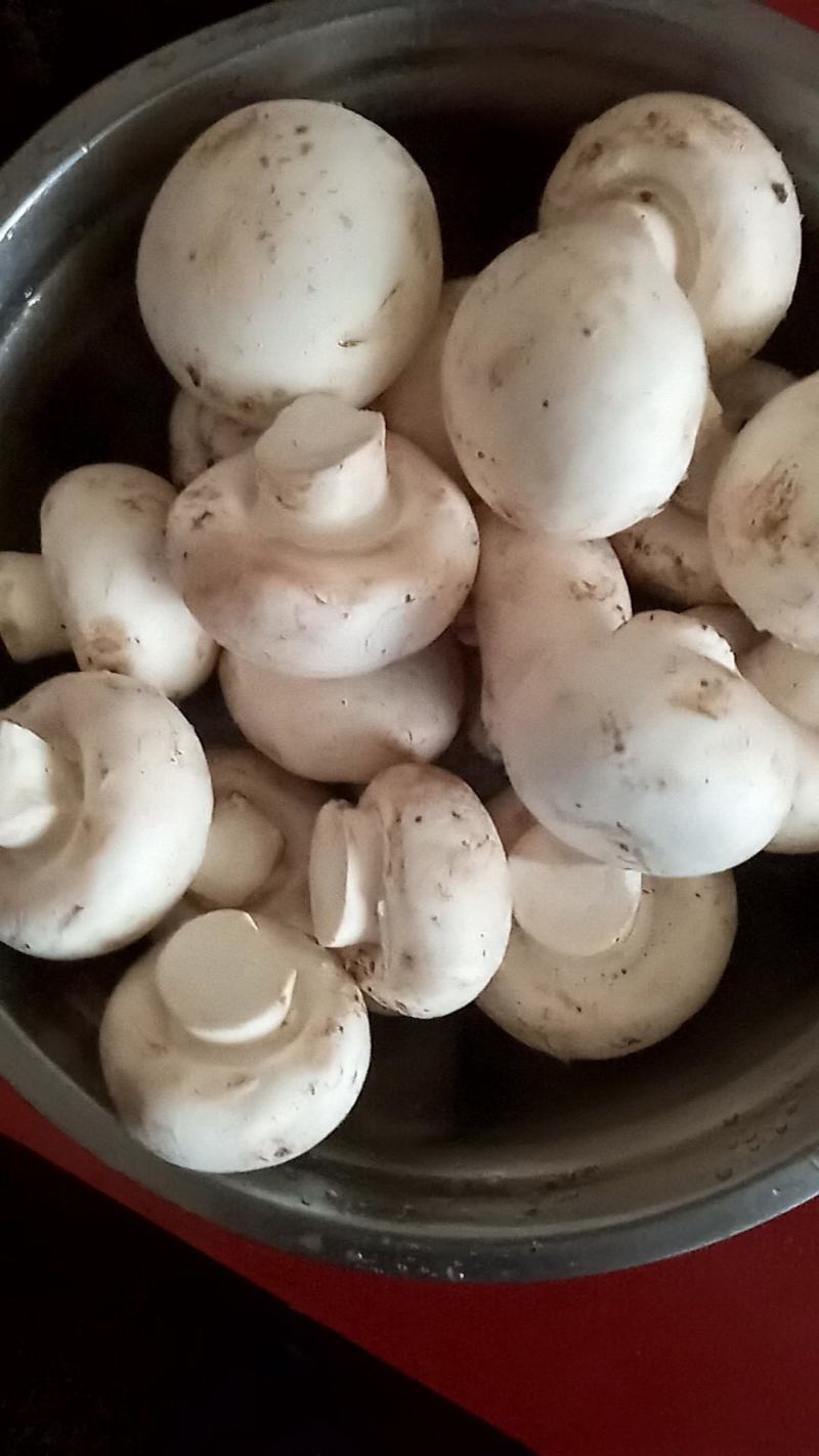 白蘑双孢菇菌种，食用菌菌种母种原种栽培种一级，二级，三级