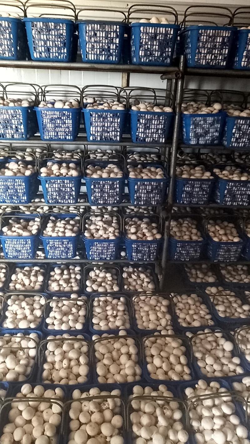 白蘑双孢菇菌种，食用菌菌种母种原种栽培种一级，二级，三级
