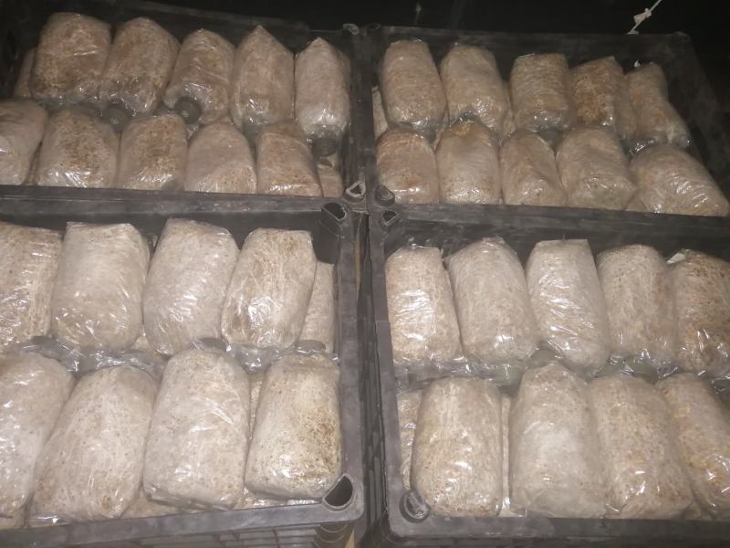 白蘑双孢菇菌种，食用菌菌种母种原种栽培种一级，二级，三级