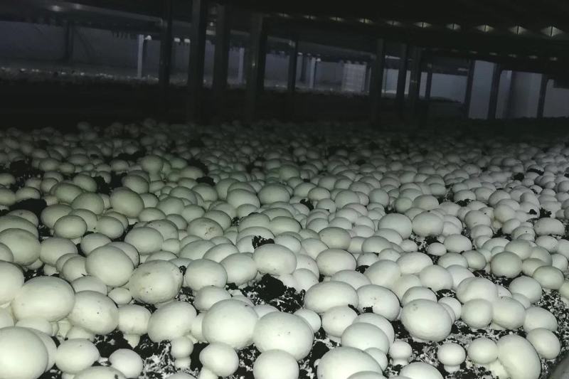 白蘑双孢菇菌种，食用菌菌种母种原种栽培种一级，二级，三级