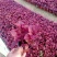 精品彩叶草大量上市，基地直发直销，欢迎选购