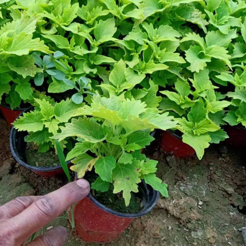精品彩叶草大量上市，基地直发直销，欢迎选购