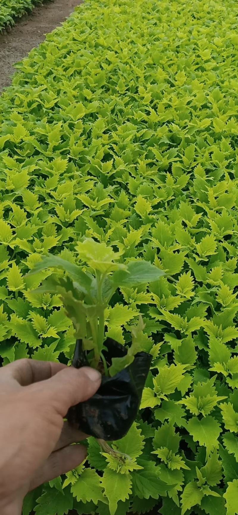 精品彩叶草大量上市，基地直发直销，欢迎选购