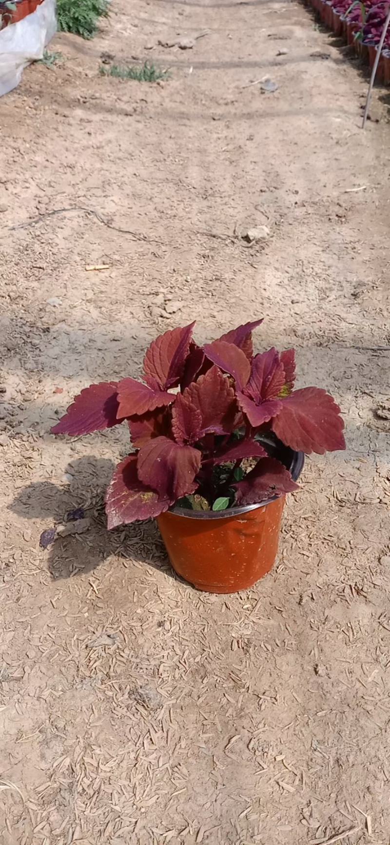 精品彩叶草大量上市，基地直发直销，欢迎选购