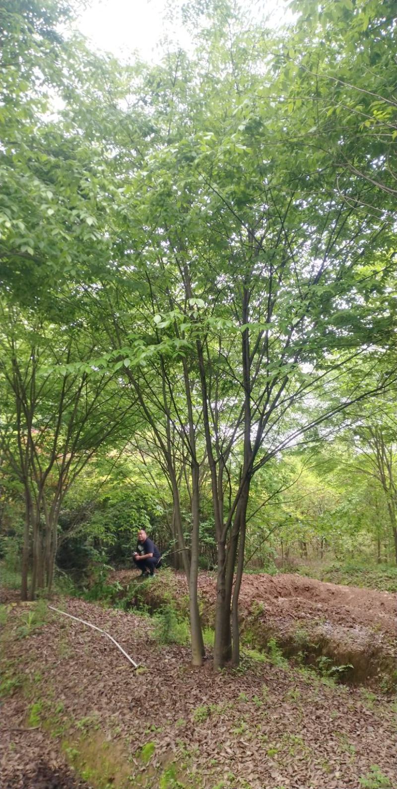 丛生朴树3一6杆，朴树10一18公分各种规格常年供应