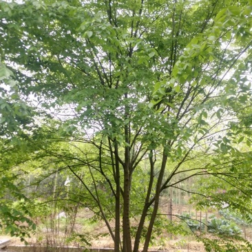 丛生朴树3一6杆，朴树10一18公分各种规格常年供应