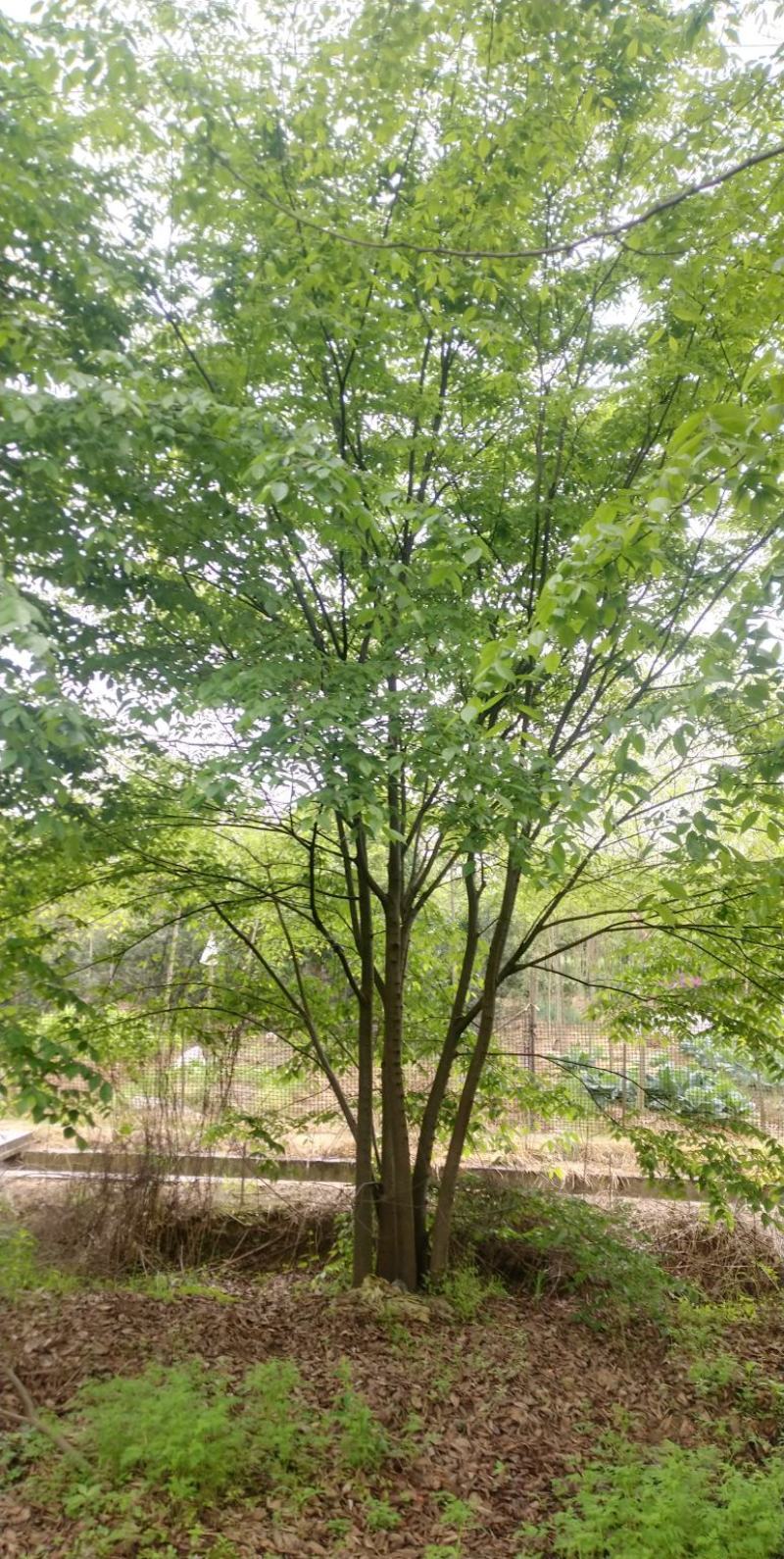 丛生朴树3一6杆，朴树10一18公分各种规格常年供应