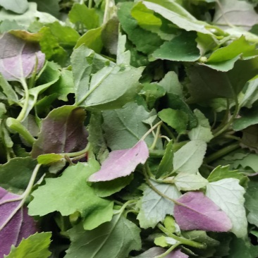 灰灰菜野生灰灰菜大量上市质量保证现采现发