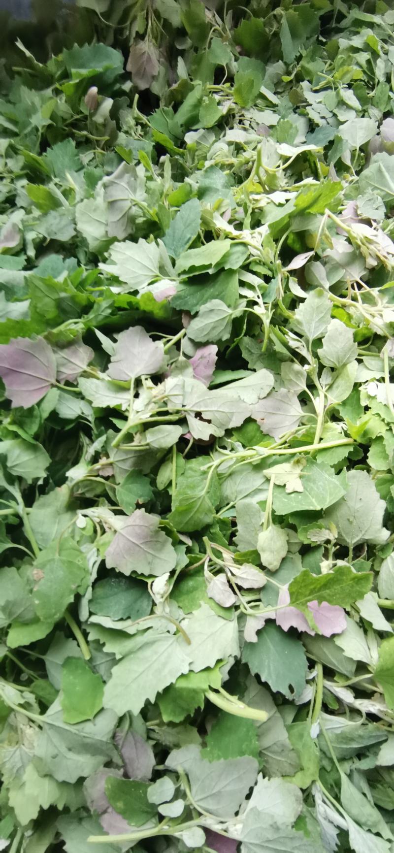 灰灰菜野生灰灰菜大量上市质量保证现采现发
