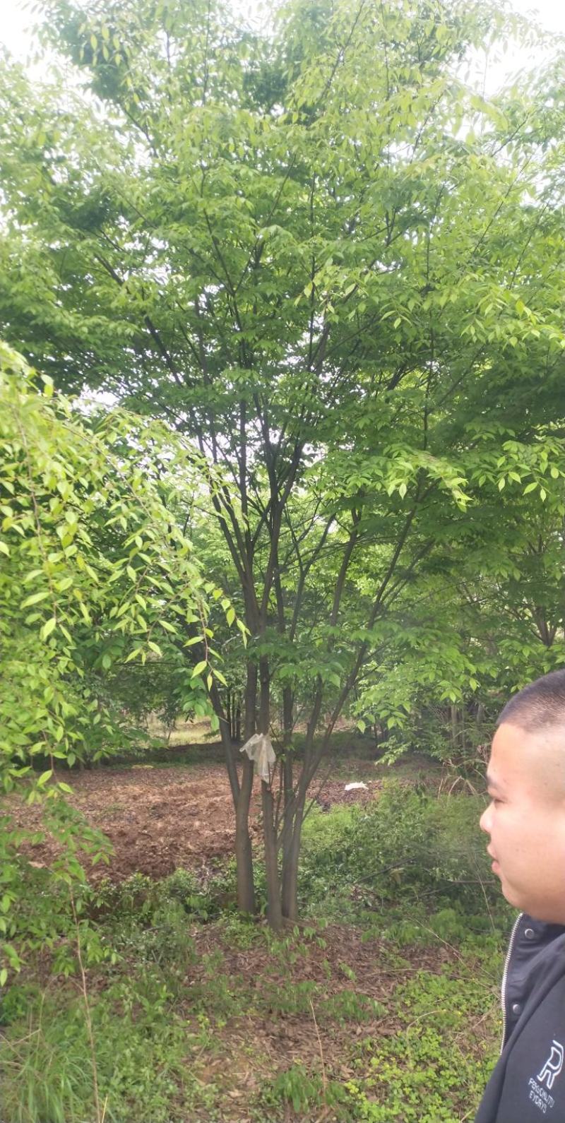 丛生朴树3一6杆，朴树10一18公分各种规格常年供应