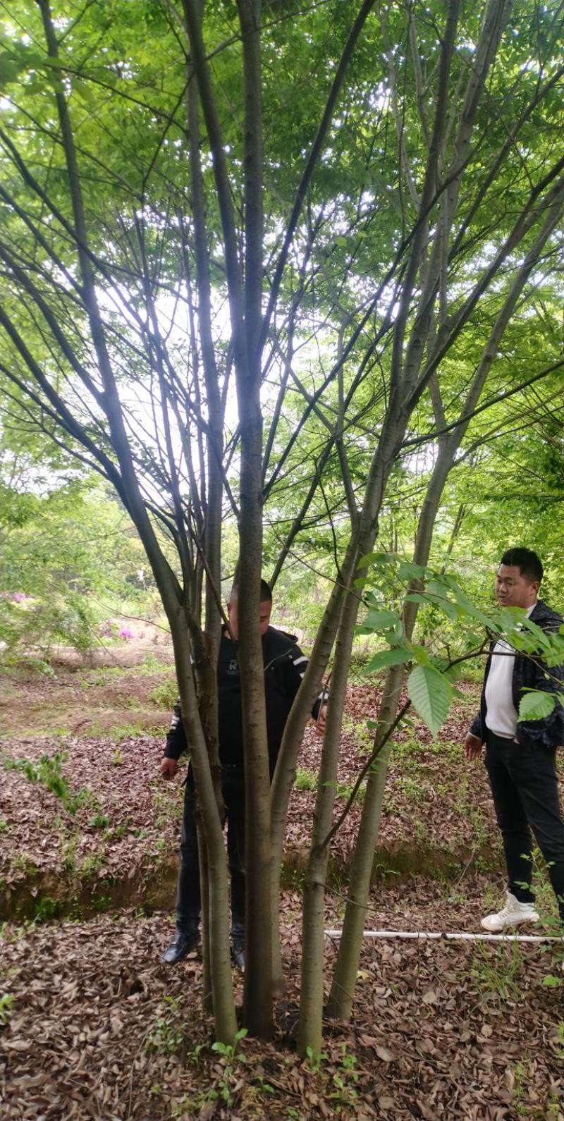 丛生朴树3一6杆，朴树10一18公分各种规格常年供应