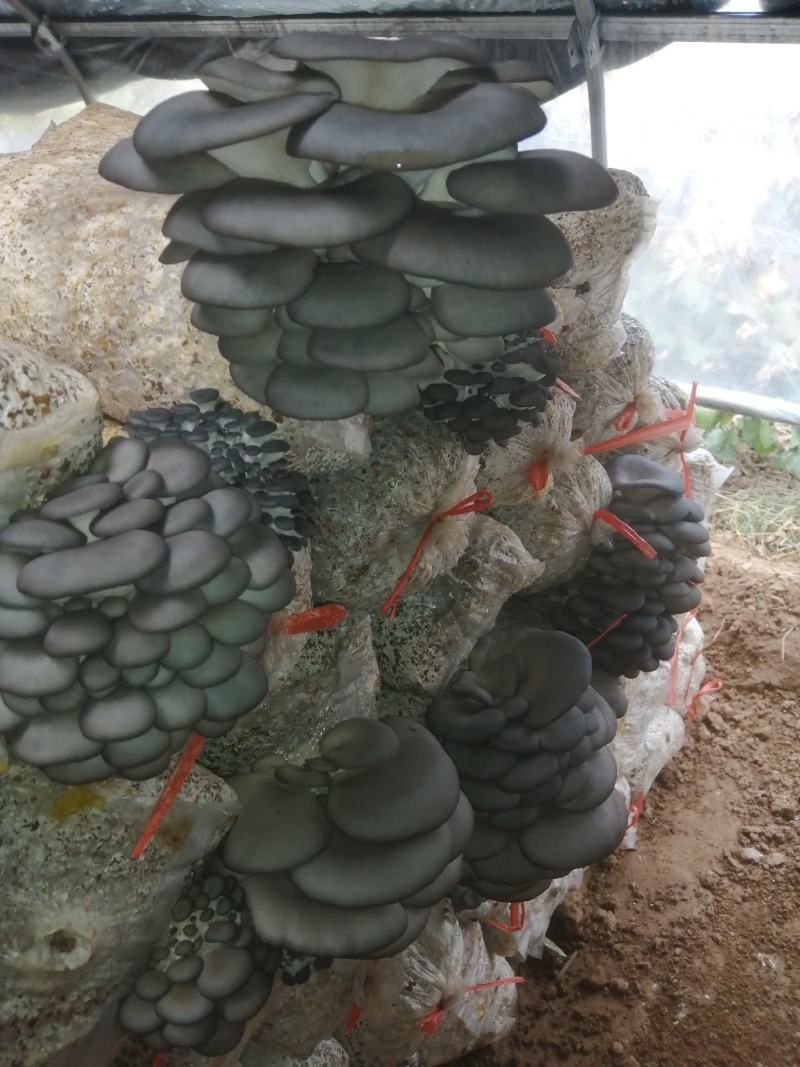 平菇菌种，广温型平菇菌种，高温型平菇菌种菌种，菌包菌棒直