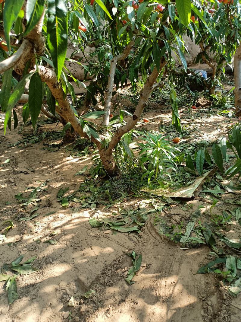 山东聊城冠县占地桃树，梨树，果树，处理中，绿化树基地