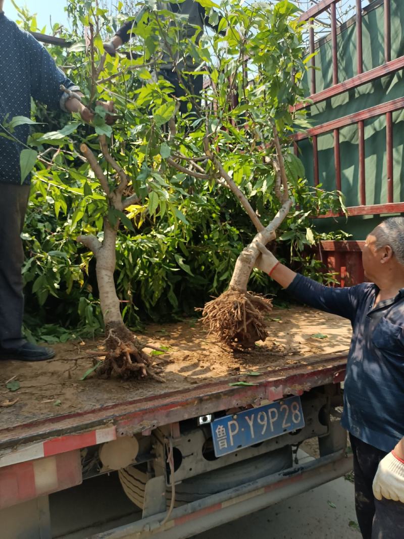 山东聊城冠县占地桃树，梨树，果树，处理中，绿化树基地
