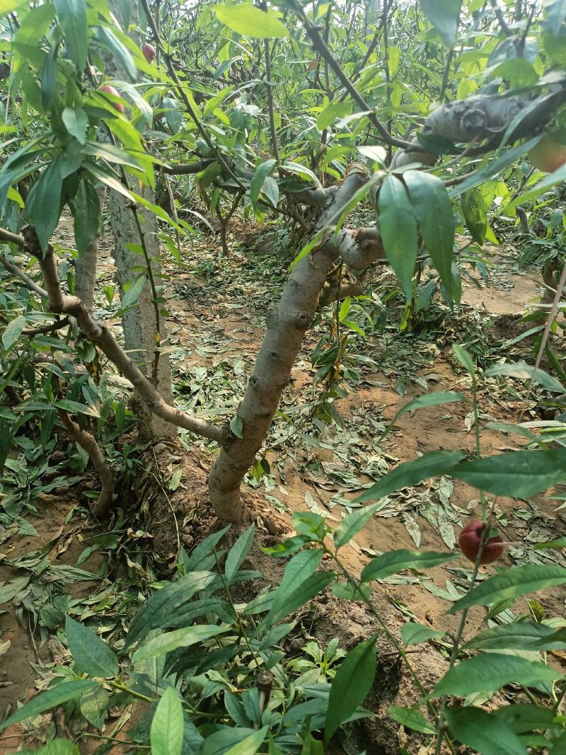 山东聊城冠县占地桃树，梨树，果树，处理中，绿化树基地