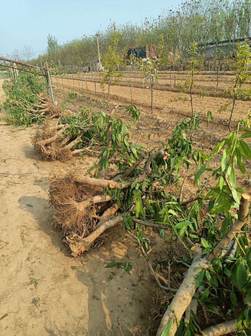 山东聊城冠县占地桃树，梨树，果树，处理中，绿化树基地