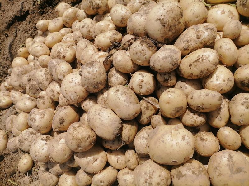 土豆（产地直供）3量起装半斤以上百分之90以上皮毛亮靓丽