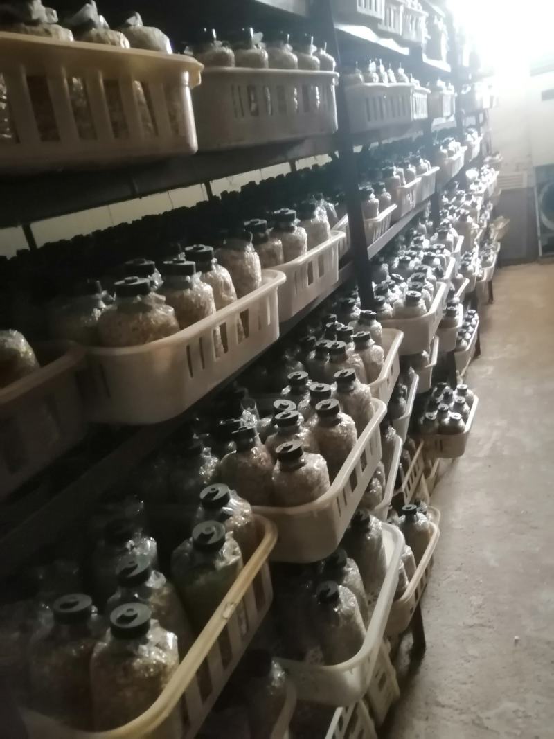 大球盖菇菌种赤松茸菌种酒红菇菌种母种原种栽培种一级二级三