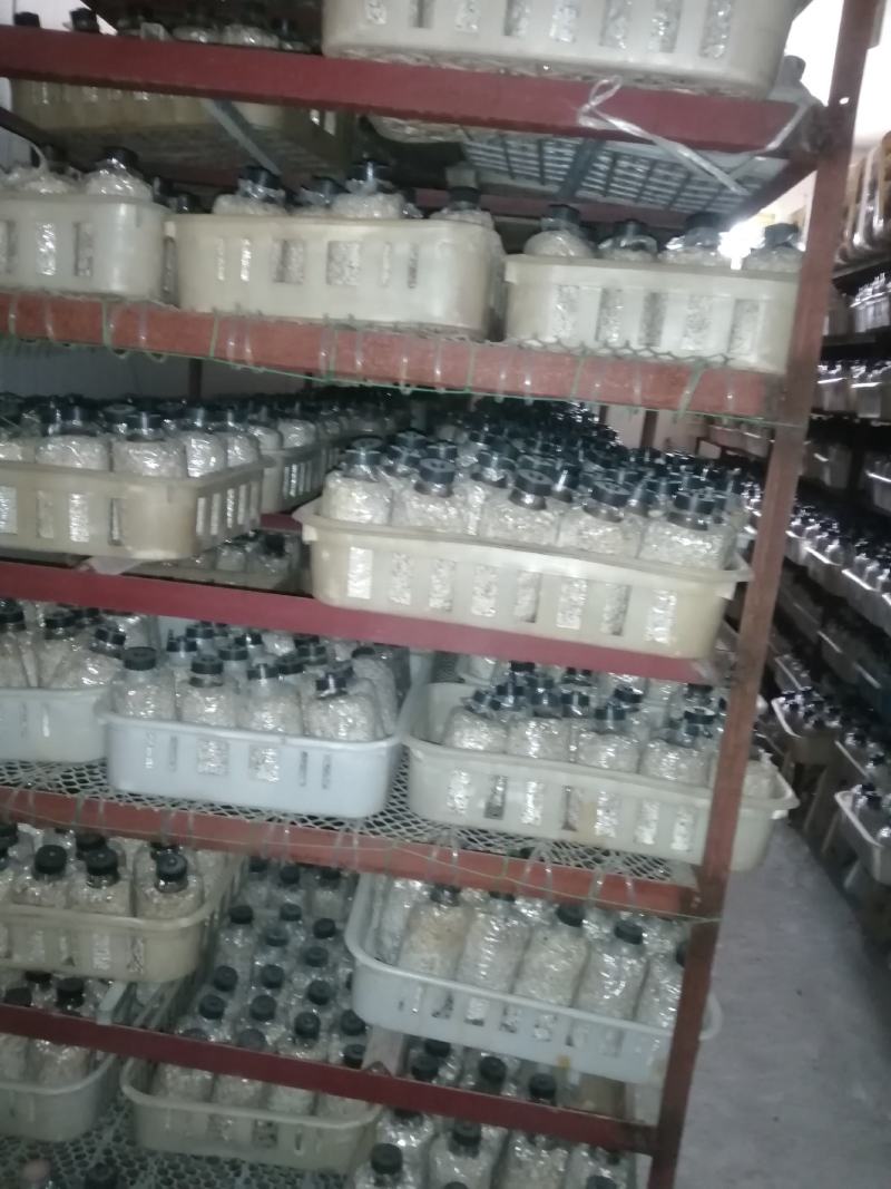 大球盖菇菌种赤松茸菌种酒红菇菌种母种原种栽培种一级二级三