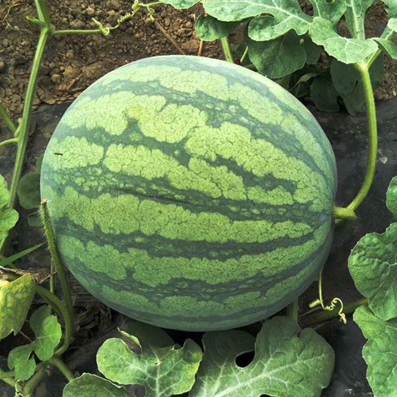 河南大棚美都西瓜，货量充足，甜度高口感好，质量负责到底