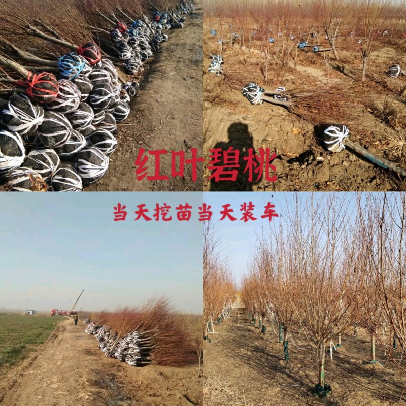 碧桃:地径3一15公分。土质好无病虫害，无根瘤病人工挖球