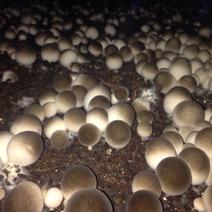 草菇原种栽培种草菇种子草菇菌包孢脚菇种子兰花菇种子