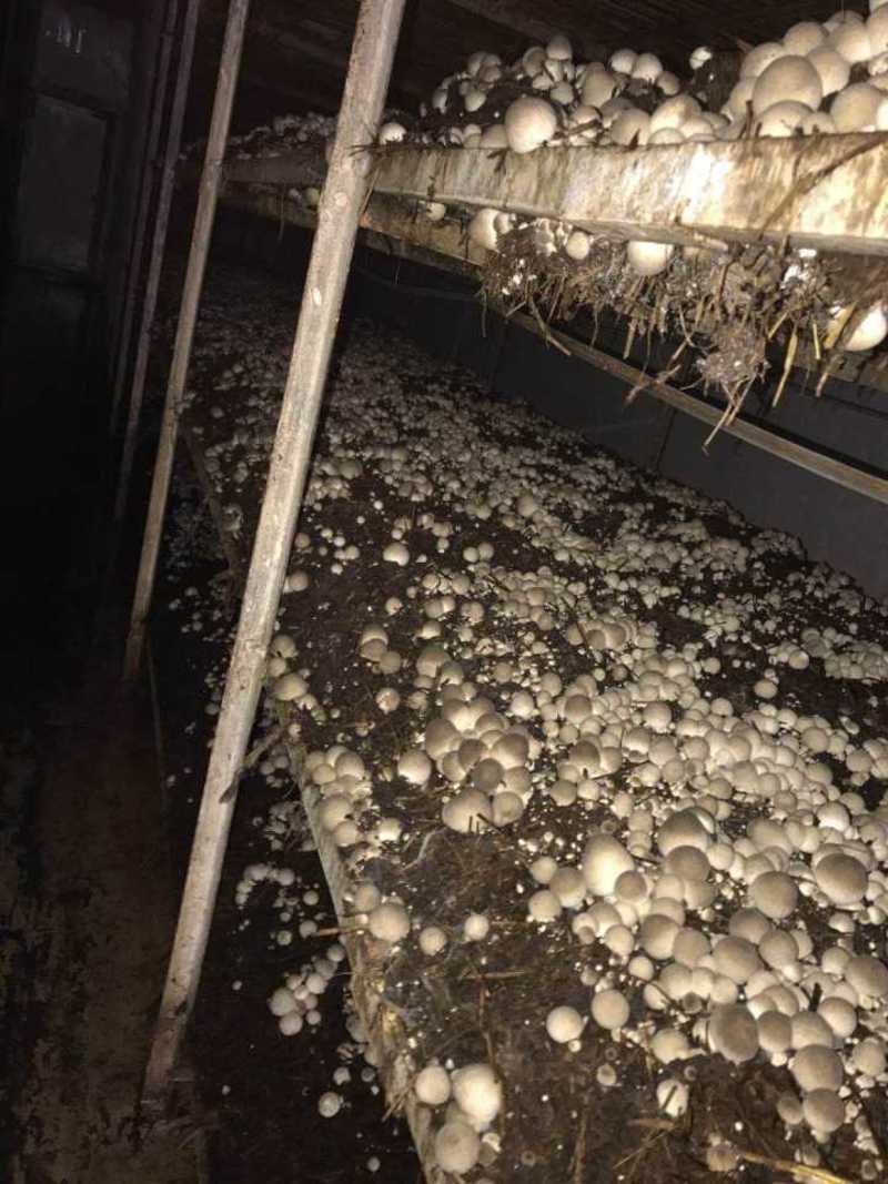 草菇原种栽培种草菇种子草菇菌包孢脚菇种子兰花菇种子