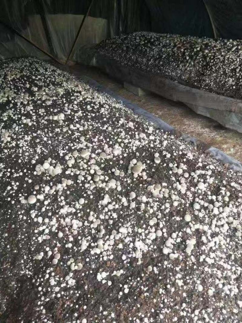 草菇原种栽培种草菇种子草菇菌包孢脚菇种子兰花菇种子