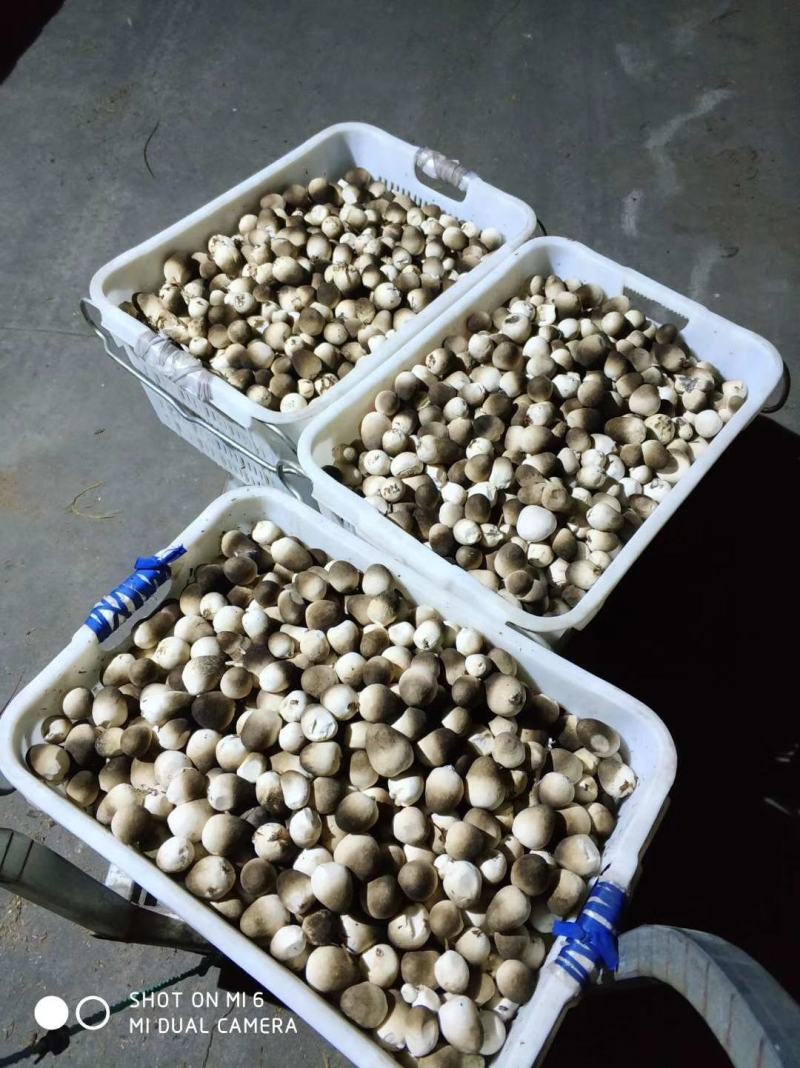草菇原种栽培种草菇种子草菇菌包孢脚菇种子兰花菇种子