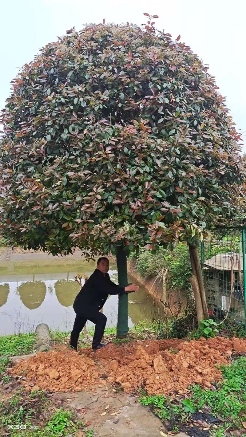 红叶石楠树，精修高杆红叶石楠树，各种规格，常年大量供应