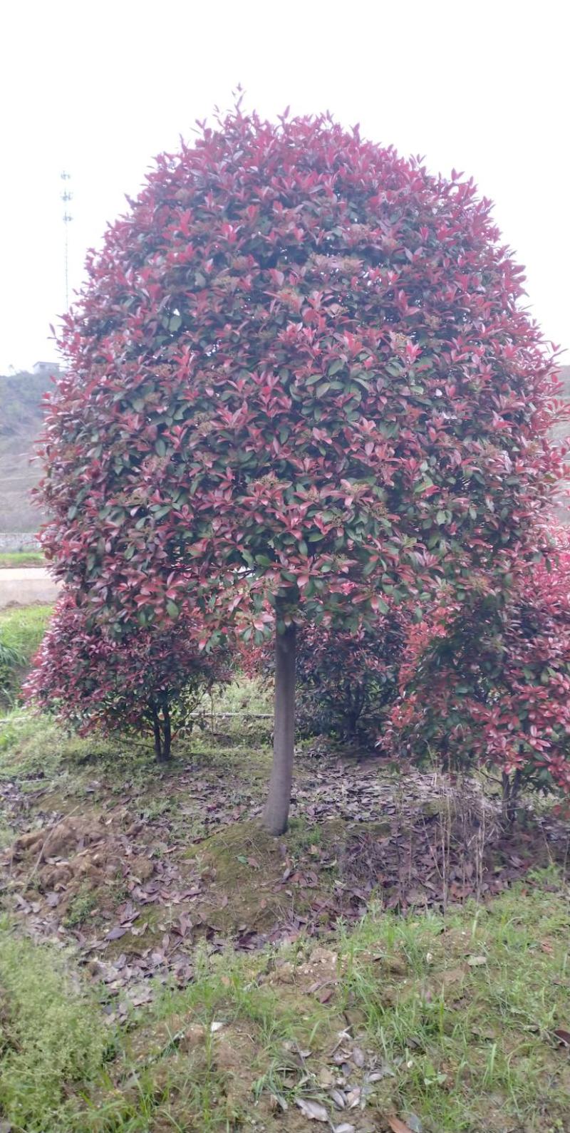 红叶石楠树，精修高杆红叶石楠树，各种规格，常年大量供应