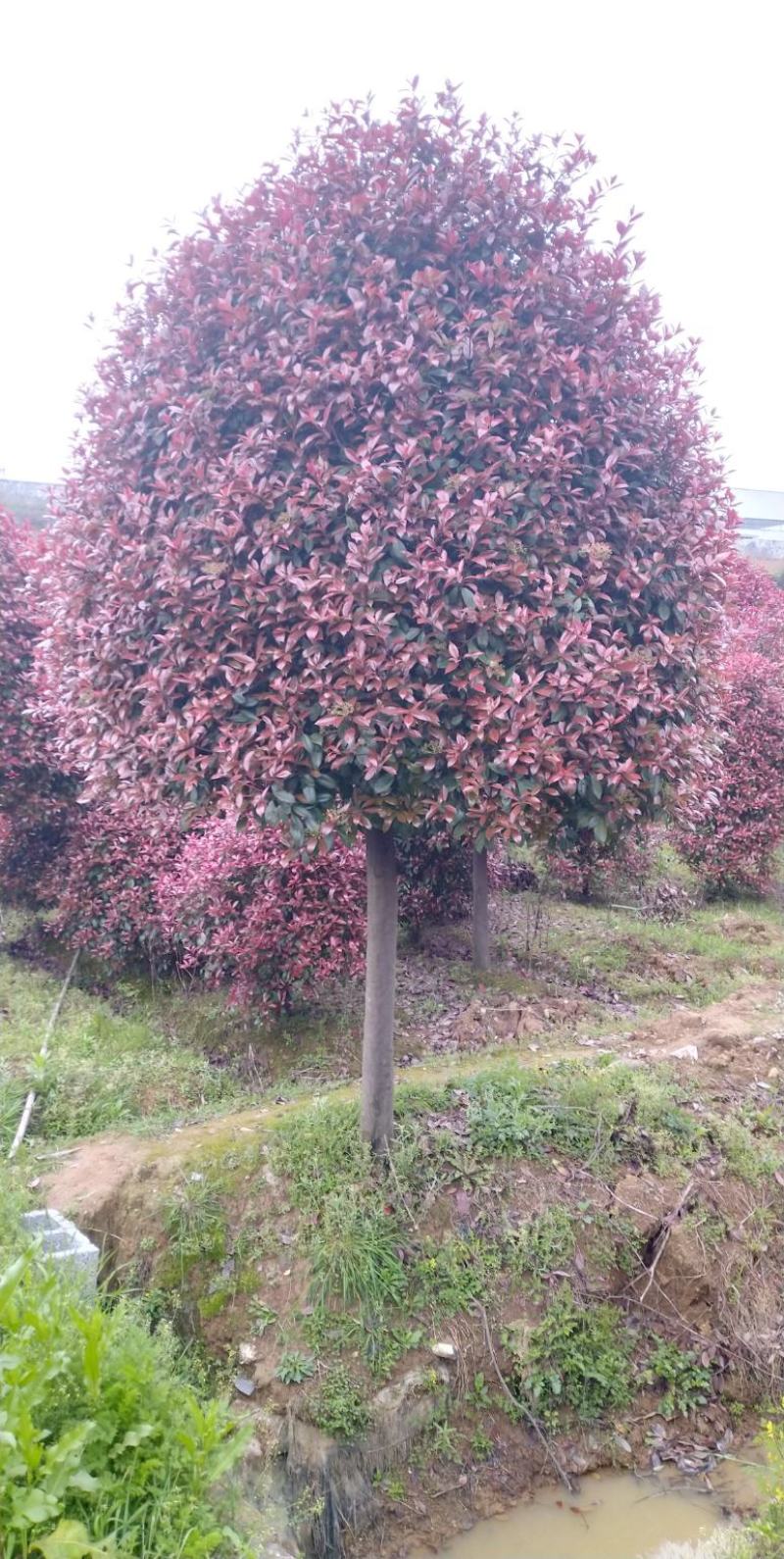 红叶石楠树，精修高杆红叶石楠树，各种规格，常年大量供应