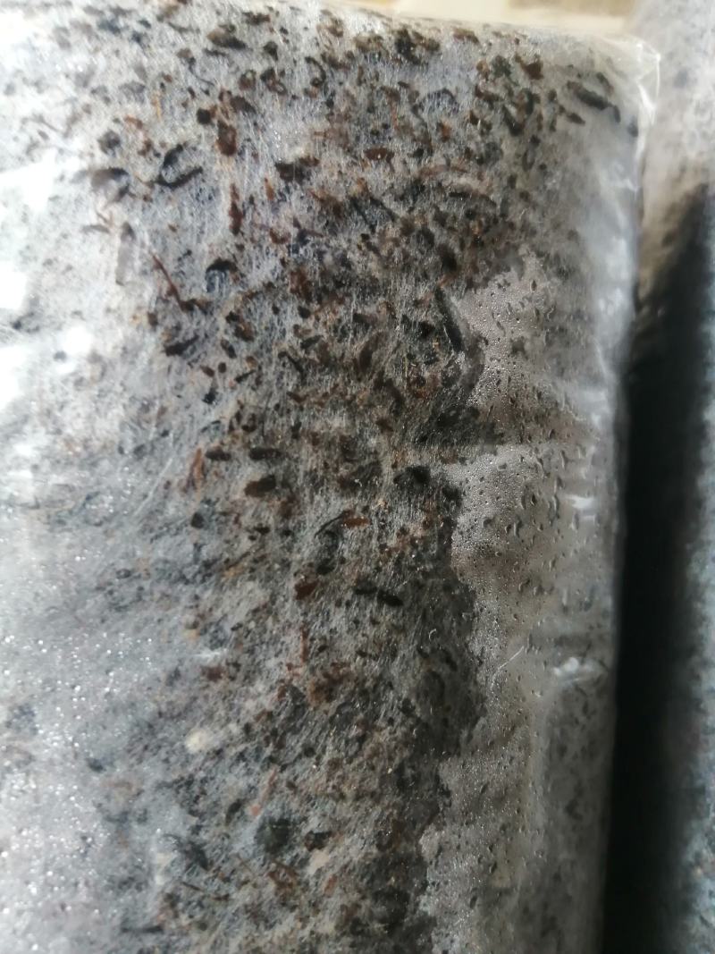 草菇原种栽培种草菇种子草菇菌包孢脚菇种子兰花菇种子