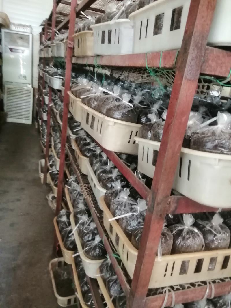 草菇原种栽培种草菇种子草菇菌包孢脚菇种子兰花菇种子