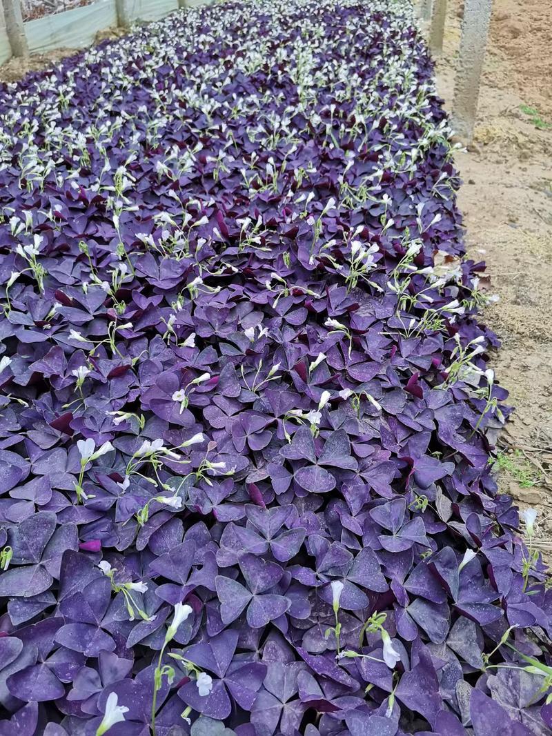 紫叶醡浆草，基地直发直销，量大从优，欢迎各位老板致电洽谈