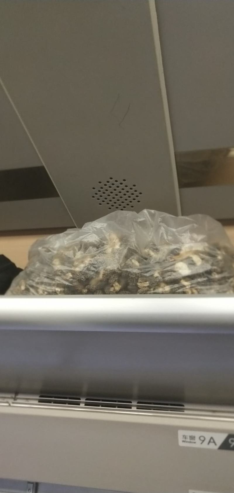 羊肚菌