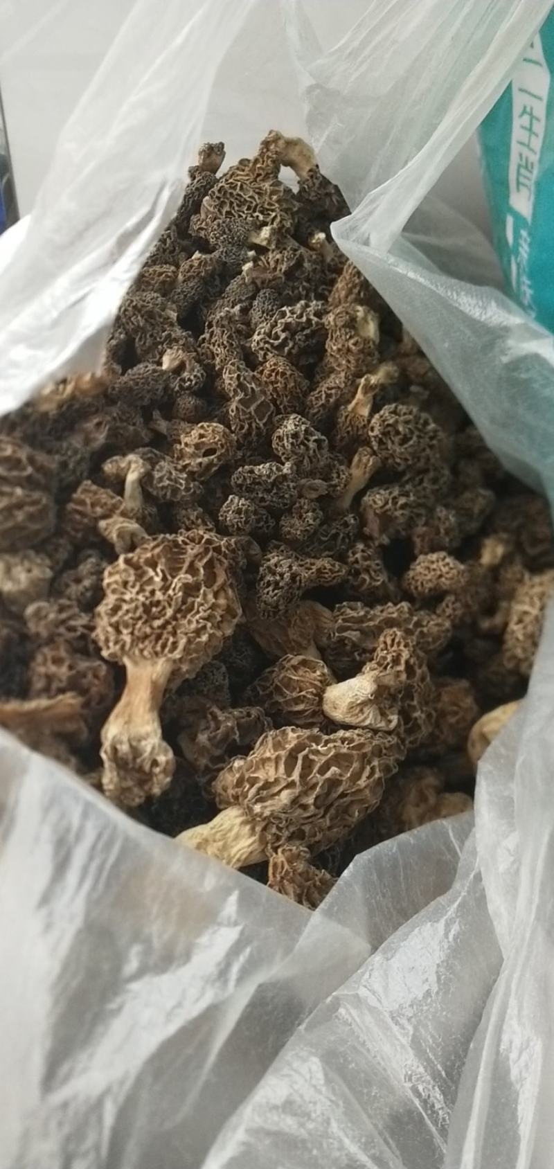羊肚菌