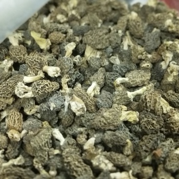 羊肚菌