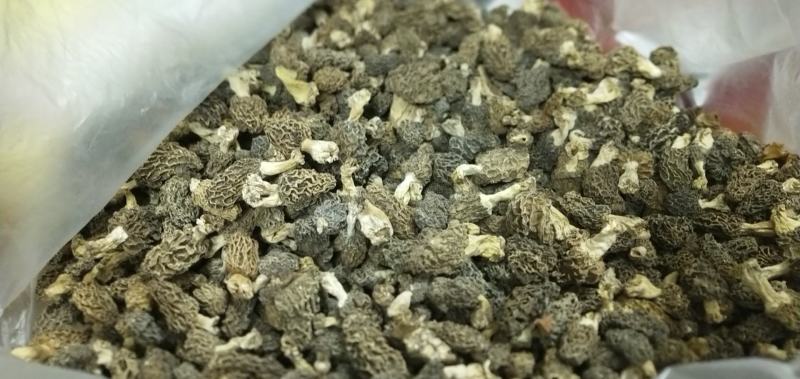 羊肚菌