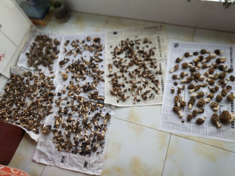 羊肚菌