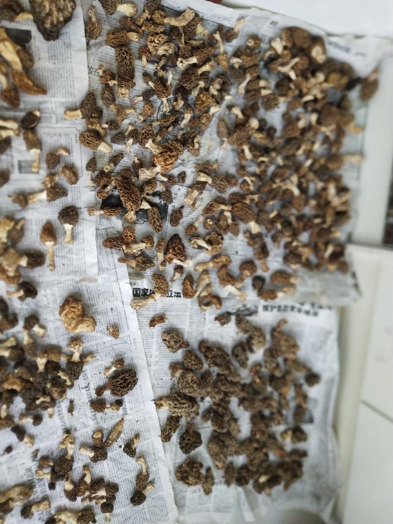 羊肚菌
