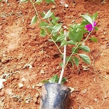 12杯叶子花大量提供，常年供应，欢迎基地考察造购