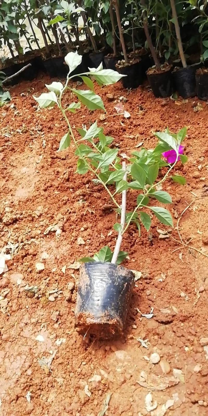 12杯叶子花大量提供，常年供应，欢迎基地考察造购
