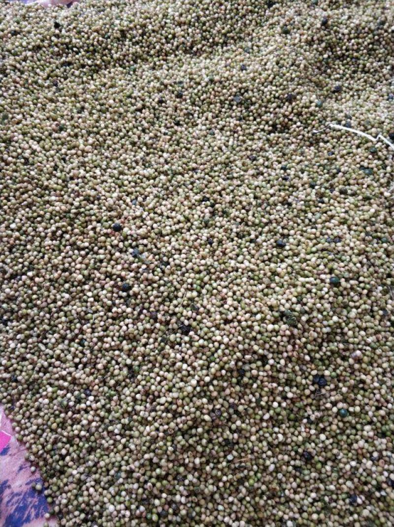 多花姜型倒苗九华黄精种子